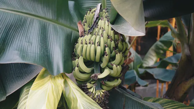 ilustrasi pohon pisang