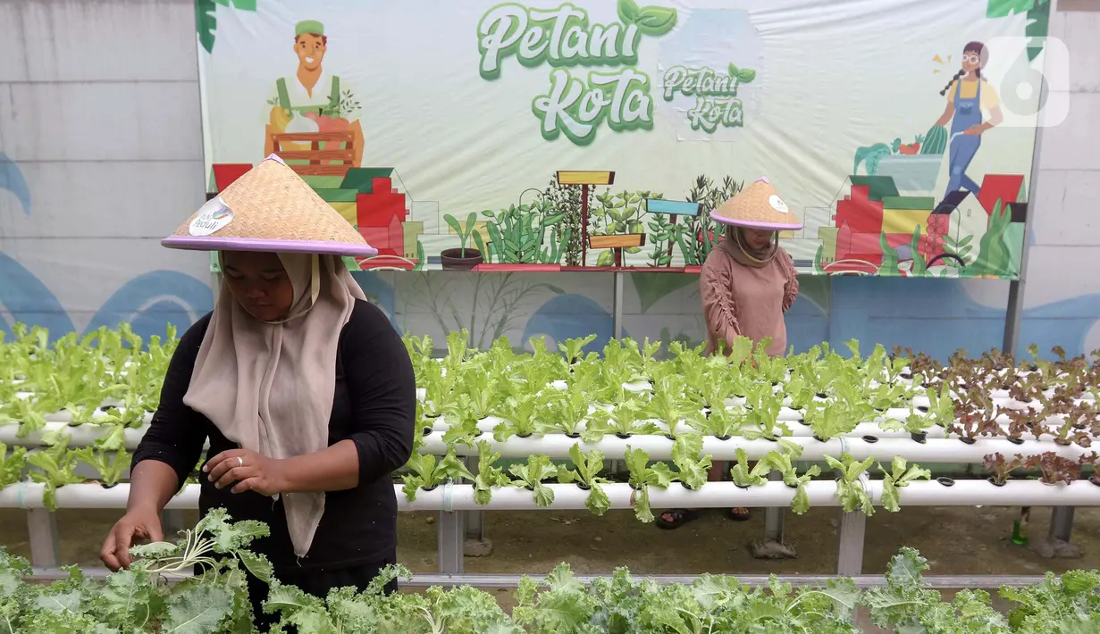 Dengan metode smart farming, penghasilan kelompok petani ini bisa mencapai Rp125 juta setiap bulannya. (Liputan6.com/Herman Zakharia)