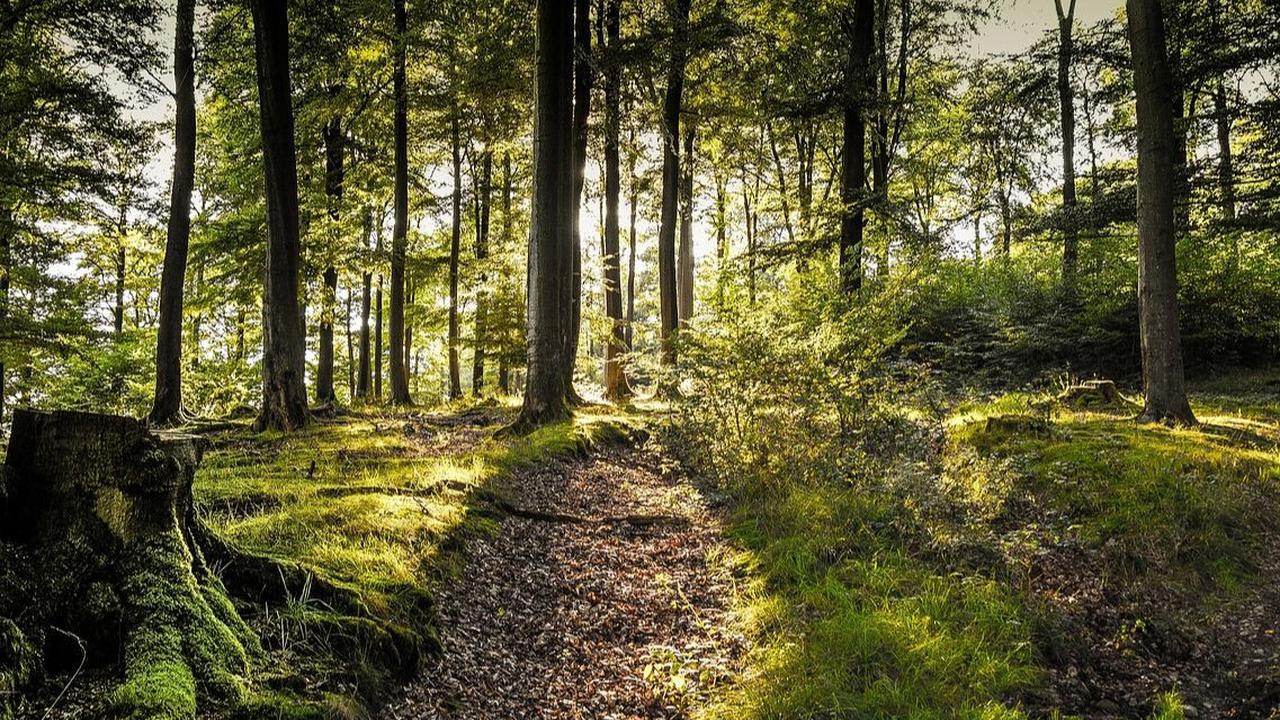 5. Hutan Pinus Pengger