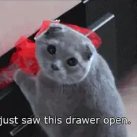 Pembuktian yang dilakukan kucing manis ini kalau ia juga bisa menari ballet.