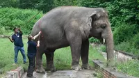 Kaavan Si Gajah Paling Kesepian di Dunia Dipindahkan dari Pakistan ke Kamboja