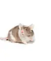 Ilustrasi mimpi tikus/Copyright unsplash.com/Kanashi