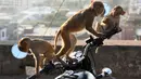 Kawanan monyet melihat bayangan diri mereka sendiri di kaca spion sepeda motor milik pengunjung kuil di Jaipur, negara bagian Rajasthan, India, 16 Desember 2016. (AFP PHOTO/DOMINIQUE Faget)