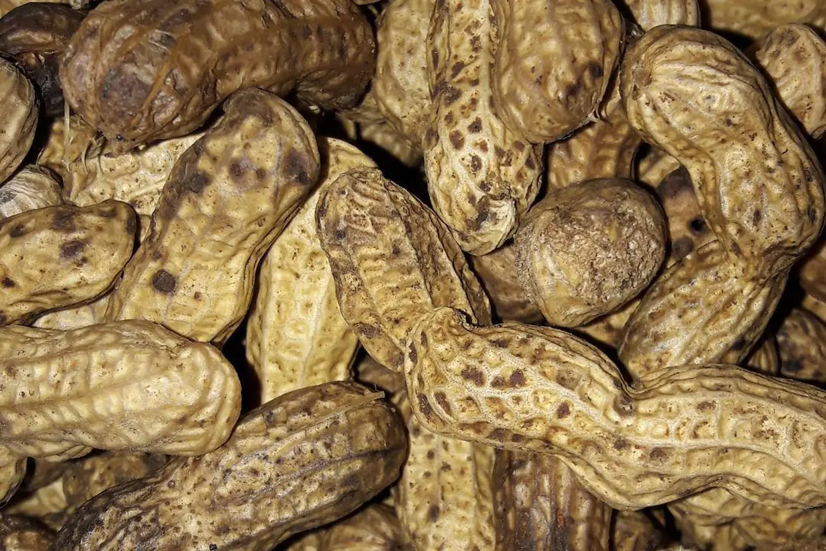 Cara Rebus Kacang Tanah Agar Cepat Empuk Tanpa Presto, Hanya 12 Menit