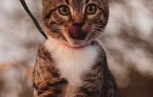 Benarkah Kucing Bisa Menemukan Jalan Pulang Setelah Menghilang Lama? Ini Faktanya