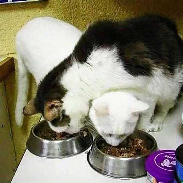 8 Tingkah Nyeleneh Kucing saat Makan dan Minum Ini Bikin Geleng Kepala