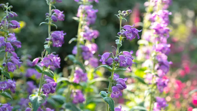 Penstemon.