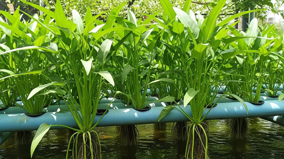 7 Cara Menanam Kangkung Menggunakan Air Kolam Ikan agar Tumbuh Subur dan Cepat Panen