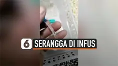 vertical serangga di infus