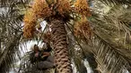 Seorang petani memetik kurma di sebuah perkebunan di Desa Bori, Manama, Bahrain, 5 Juli 2015. (AFP PHOTO/MOHAMMED AL - SHAIKH)