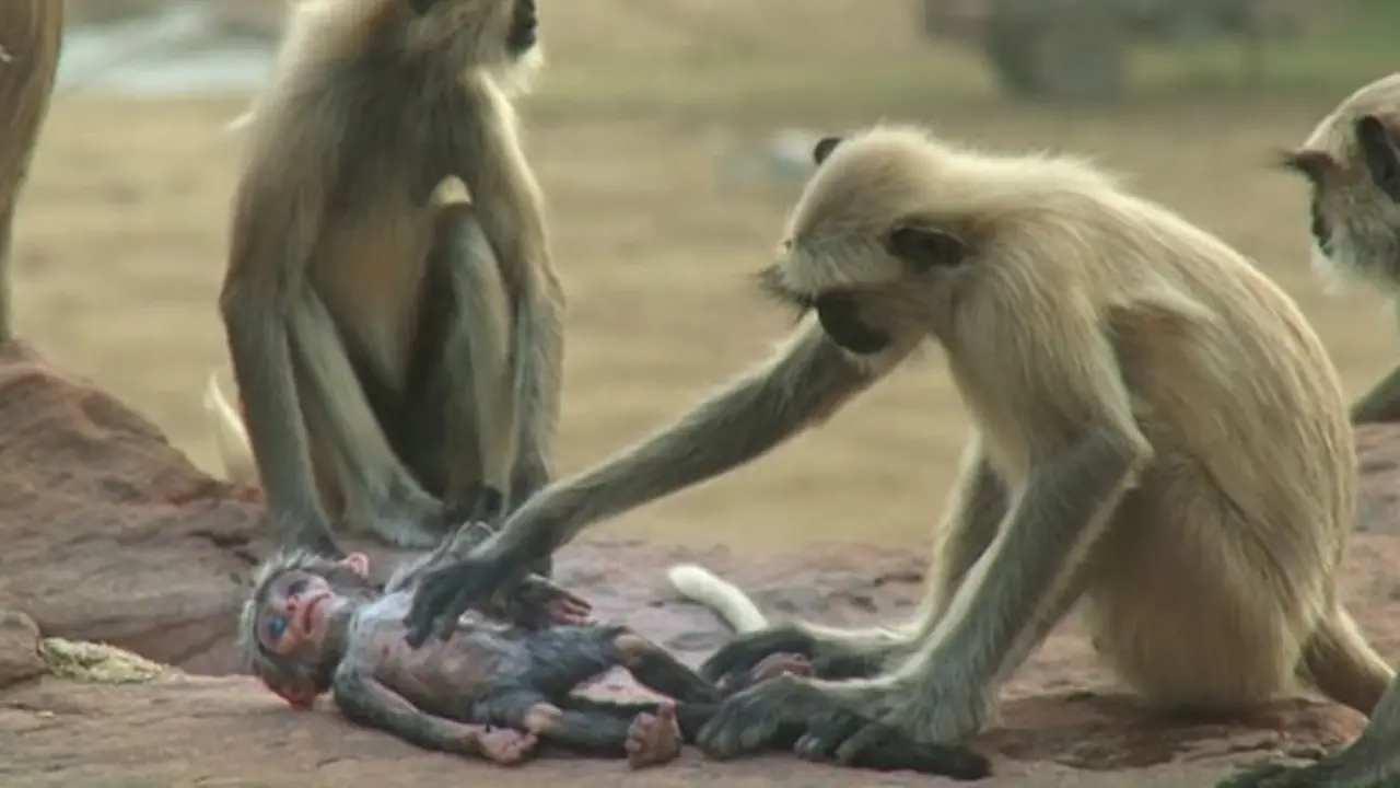 Video Memilukan Monyet Langur Berduka Saat Robot Monyet Mati