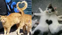 6 Potret 2 Kucing Beraksi Bentuk Love Ini Gemas, Momen Pengambilan Foto Tepat (Twitter/shouldhavecat)