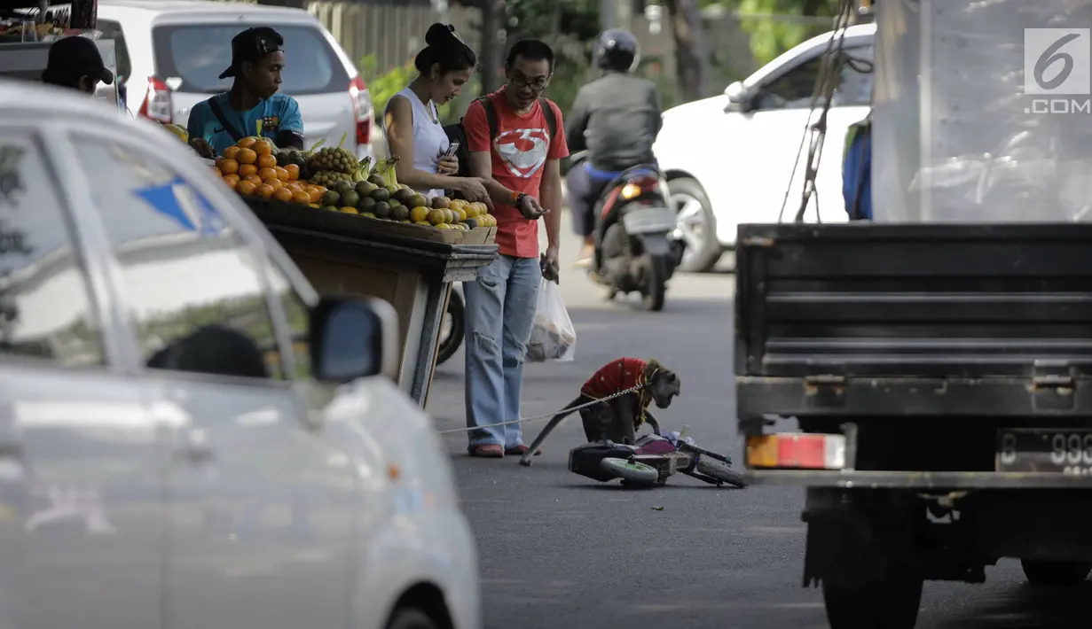 Pejalan kaki memberikan uang kepada seekor monyet yang menghibur pengguna jalan di kawasan Abdul Rachman Saleh, Jakarta, Sabtu (31/3). Bagi para penentangnya, pertunjukan topeng monyet dianggap melanggar etika terhadap hewan. (Liputan6.com/Faizal Fanani)