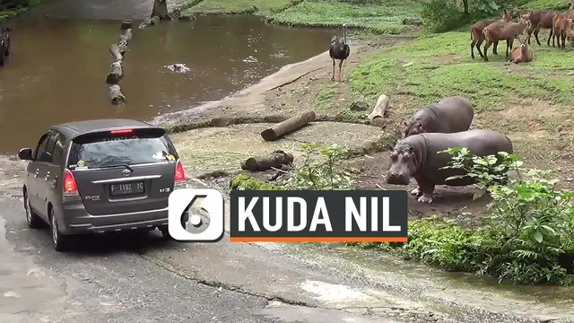 kuda nil thumbnail