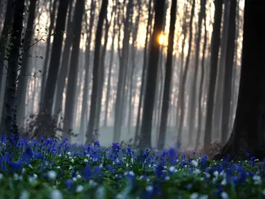 Matahari terbit di antara pepohonan saat bluebell atau Eceng Gondok liar bermekaran di lantai hutan Hallerbos di Halle, Belgia (20/4/2021). Pada musim semi, pemandangan biru hamparan bunga Bluebell atau eceng gondok liar tengah bermekaran dapat dinikmati di hutan ini. (AP Photo/Virginia Mayo)