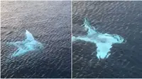 Tertangkap Kamera, Ikan Pari Manta Albino Langka Ini Bikin Takjub