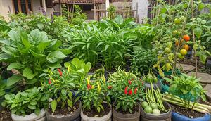 Ide Kebun Mini Rumah yang Menjaga Ketersediaan Sayur Selama Minggu/ Ilustrasi AI