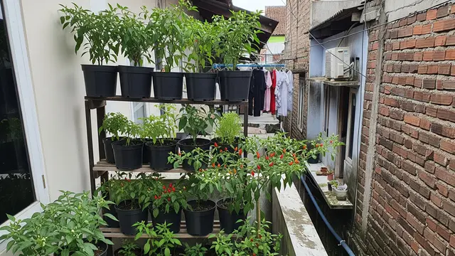 Ide Kebun Cabai Mini di Rumah Tanpa Halaman