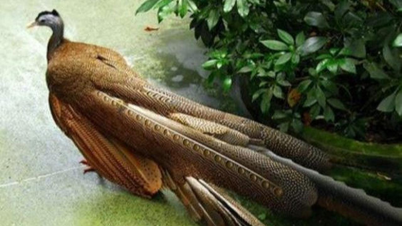 Burung Kuau Raja
