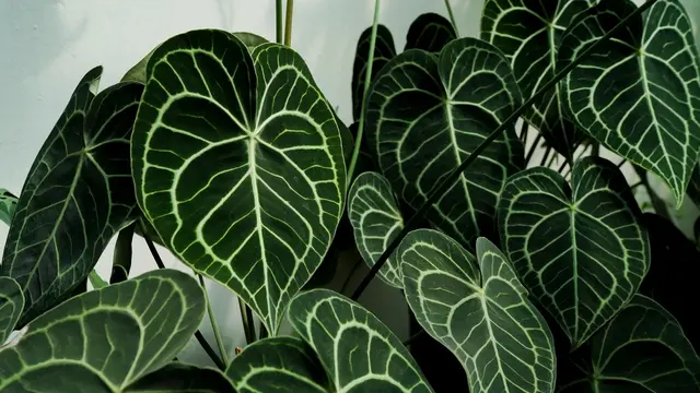 Anthurium