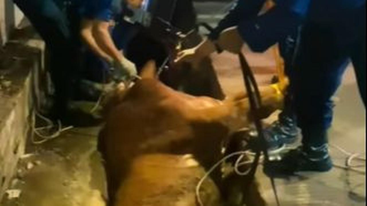 Sapi Masuk ke Parit di Bandung
