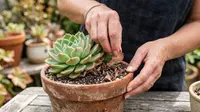 10 Cara Menghilangkan Daun yang Mati pada Tanaman Sukulen agar Tidak Mengganggu Pertumbuhan