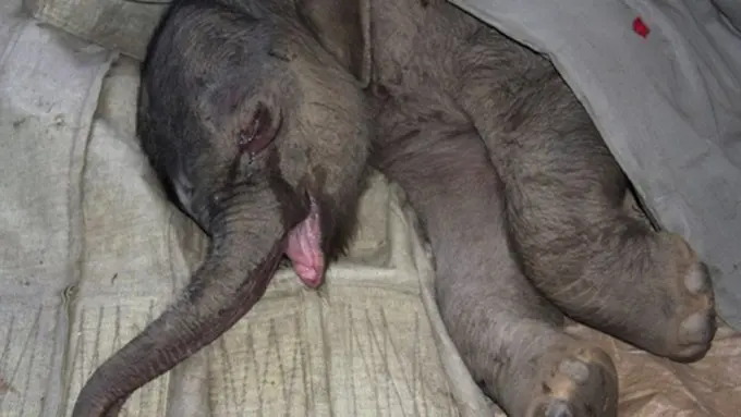 Foto: copyright worldtruth.tv