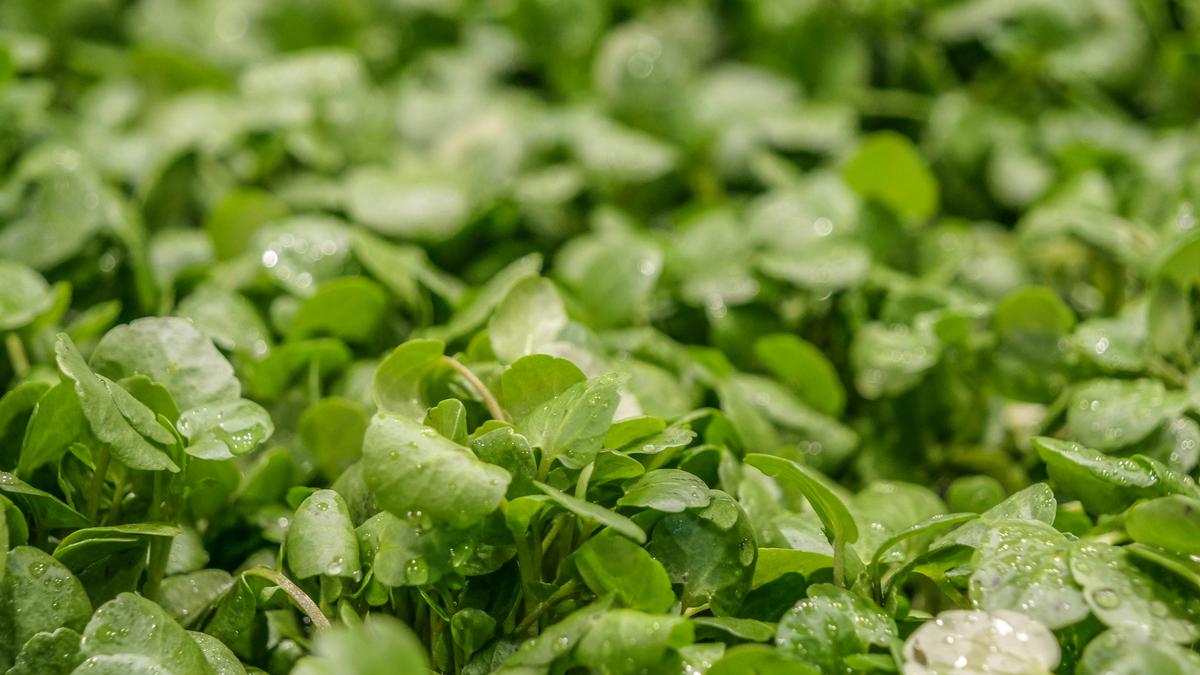 Trik Masak Jukut Tanpa Bau Langu, Panduan Lengkap Agar Selada Air Tetap Segar, Gurih, dan Lezat