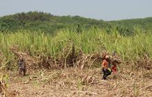 PTPN, Pertamina dan Medco Keroyokan Kembangkan Bioetanol di Indonesia, Bakal Bangun 10 Pabrik