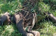 Gajah Sumatera Mati Tersengat Listrik di Aceh Tengah