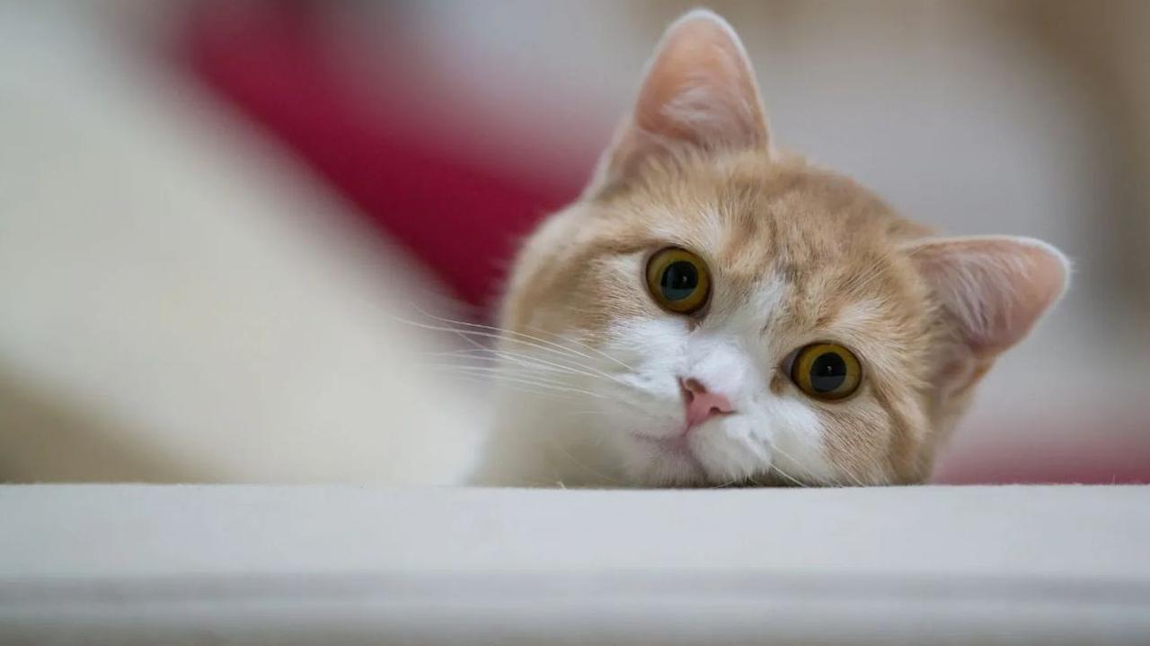 <b>Pentingnya Memilih Nama untuk Kucing</b><br>