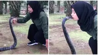 Gadis ini pamer atraksi taklukan king cobra 4 meter, bikin deg-degan netizen. (Sumber: TikTok/auliakhairunisa12)