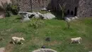 Sepasang singa putih berusia dua belas dan sebelas bulan dipamerkan di Kebun Binatang Parque de las Leyendas di Lima, Peru, Selasa (4/1/2022). Singa putih dianggap sebagai spesies langka yang terancam punah terutama karena ketidakmampuan menyamarkan diri dari pemangsa. (Cris BOURONCLE/AFP)