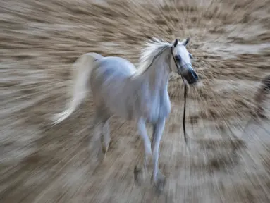 Seekor kuda Arab berwarna putih diarak untuk menunjukkan kelincahnnya dalam kontes Kecantikan Kuda Arab di desa Abusir, sekitar 20 km barat daya ibu kota Mesir, Kairo, 5 Oktober 2019. Kontes tersebut memperebutkan gelar kuda arab terindah. (Photo by Khaled DESOUKI / AFP)