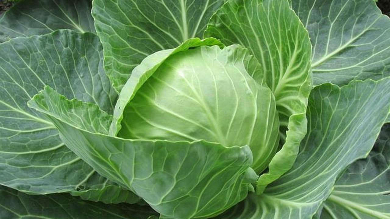 Tips Konsumsi Sayur Kol