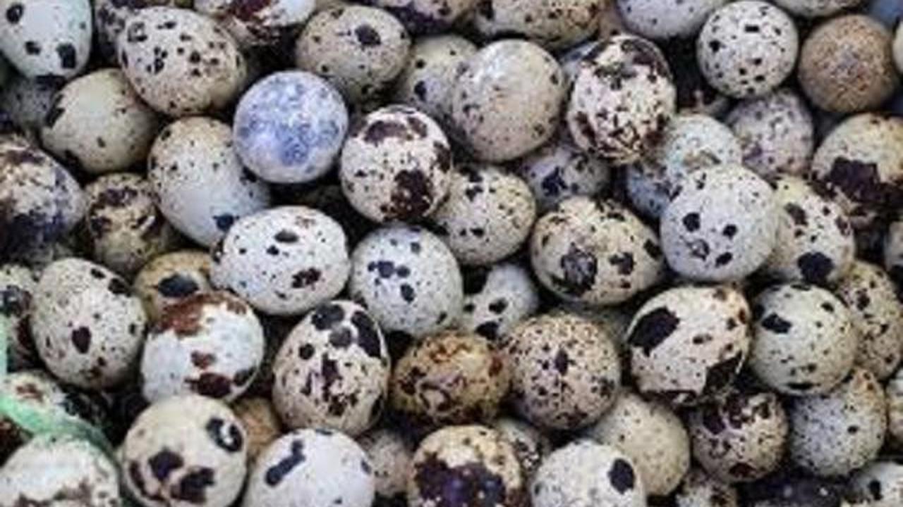 Telur puyuh (pixabay)
