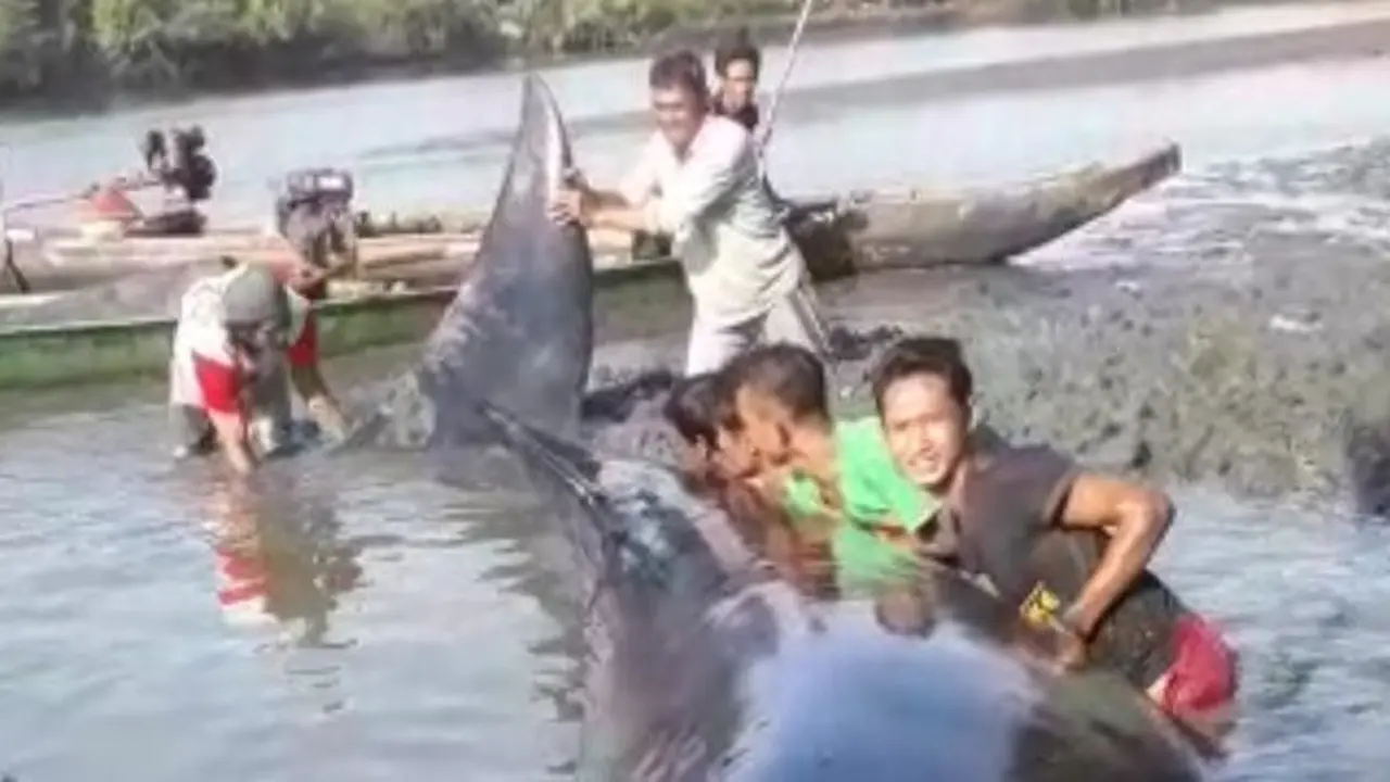 5 Fakta Paus Terdampar di Sungai Ujungmanik Cilacap yang Diselamatkan Warga