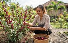 Cara Menanam Rosella di Halaman untuk Memanen Kelopak Bunga yang Merah dari Awal Tanam