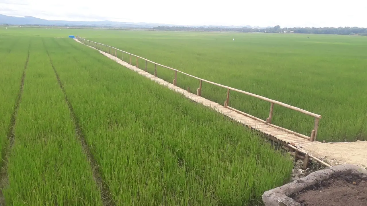 Sawah produktif