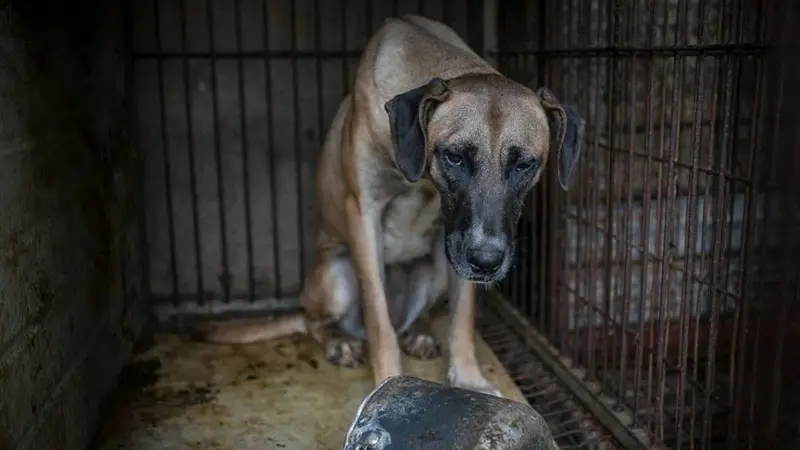 Anjing di Korea Selatan