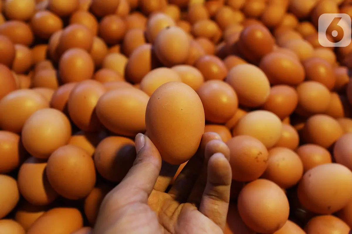 Peredaran Telur Ayam Infertil Dilarang