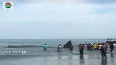 Selain menyiram air ke tubuh paus, sejumlah warga lainnya mencoba mendorongnya ke tengah laut.