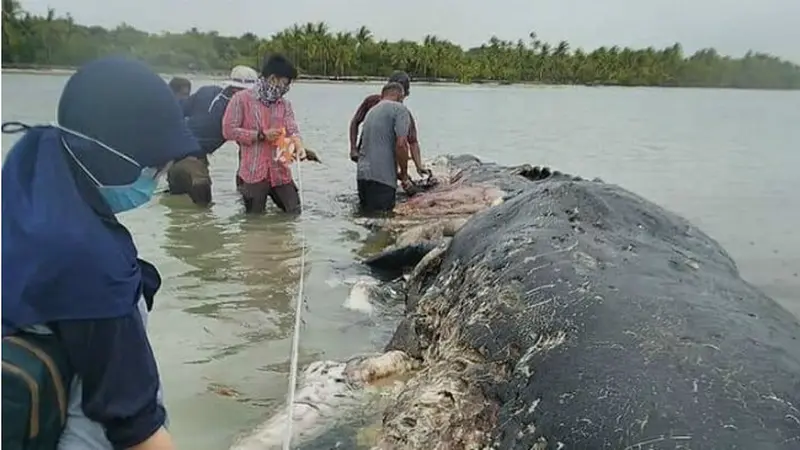 Paus Sperma Terdampar di Wakatobi dengan Tumpukan Sampah dalam Perutnya