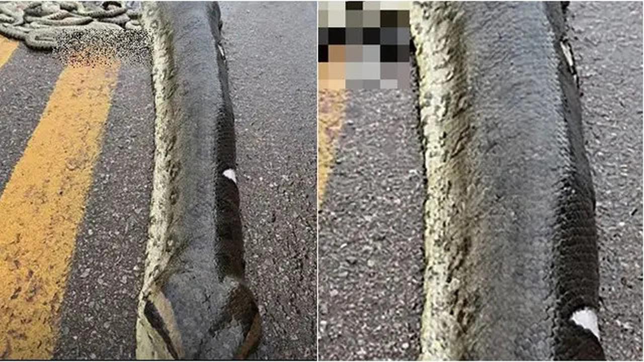 Ular Raksasa Anaconda Hijau lagi Hamil Bernasib Apes, Ditabrak Mobil Anaknya Langsung Berserakan di Jalan Raya