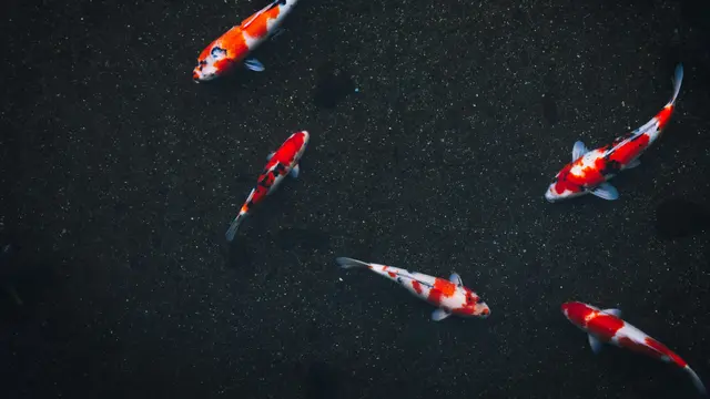 Ilustrasi Ikan Koi
