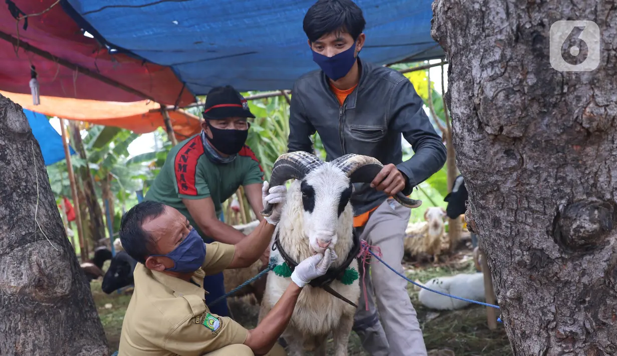 Petugas memeriksa kesehatan seekor kambing saat pemeriksaan kondisi hewan kurban yang dijual di Kawasan Suka Asih, Kota Tangerang, Selasa (21/7/2020). Pemeriksaan guna memastikan kondisi kesehatan hewan yang dijual untuk keperluan kurban Hari Raya Idul Adha mendatang. (Liputan6.com/Angga Yuniar)