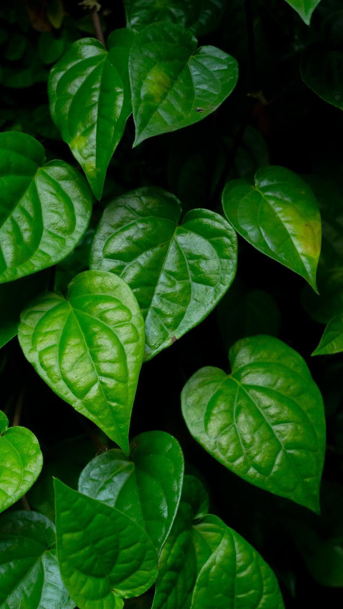 8.&nbsp;Daun Sirih