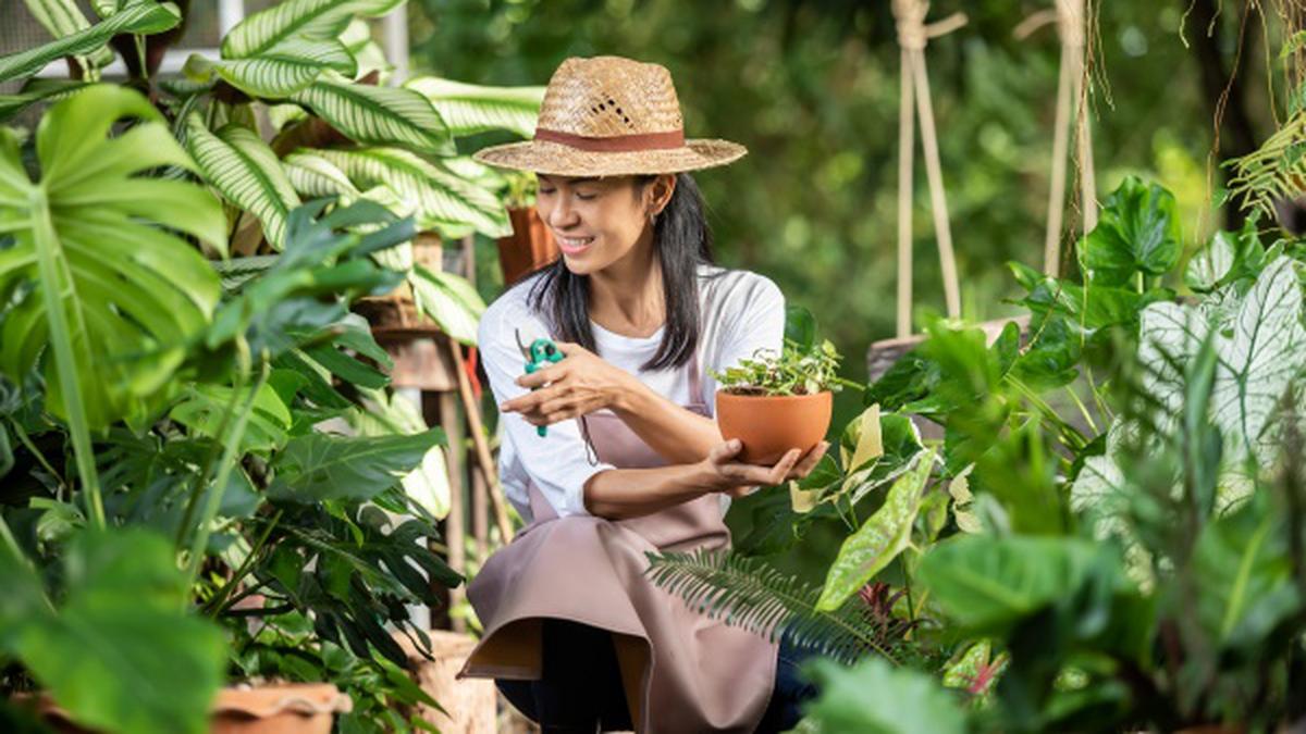 10 Tanaman yang Bisa Dibudidayakan Secara Organik di Teras, Sehat dan Hemat