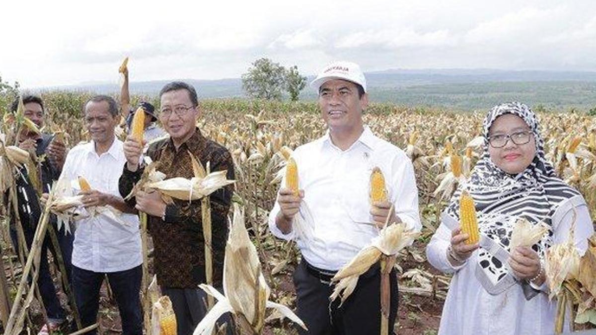 Amran Sulaiman: Produksi Jagung Surplus