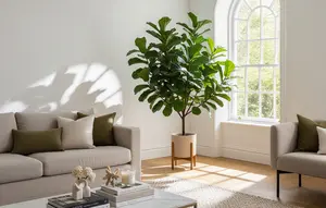 7 Tanaman Indoor Berukuran Besar untuk Ruang Tamu, Bikin Interior Terlihat Lebih Elegan